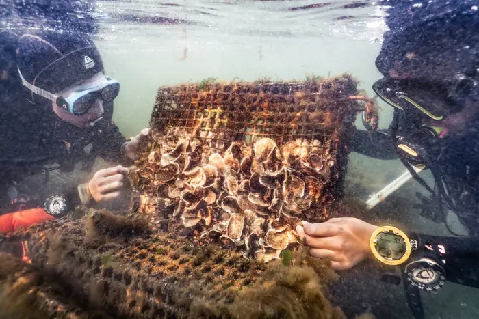 One of the school’s more than 300 partners is the Billion Oyster Project. Students in the scuba diving program monitor oyster health as part of their underwater scientific coursework.